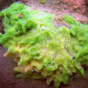 Badiaga (Spongilla)